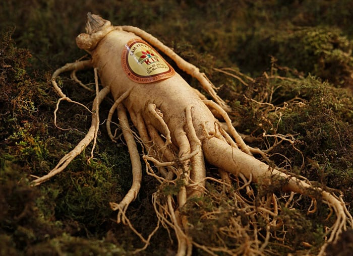 ginseng