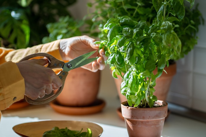 A person is pruning fresh green herb at home using big garden shears with multiple potted herbs in the background.