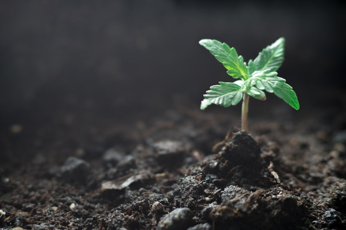 A close-up of a single cannabis seedling emerging from a damp pile of soil. The background is black.